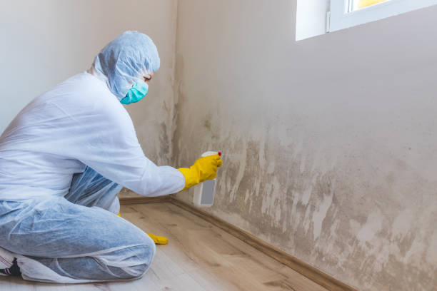 Black mold inspection in Madisonburg