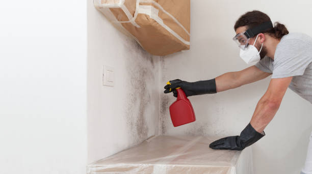 Basement Mold Remediation treatment on basement walls in Madisonburg